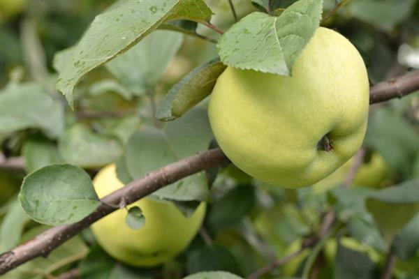 Apple tree Folk photo