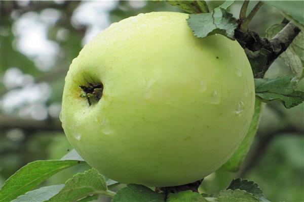 Apple tree Folk photo