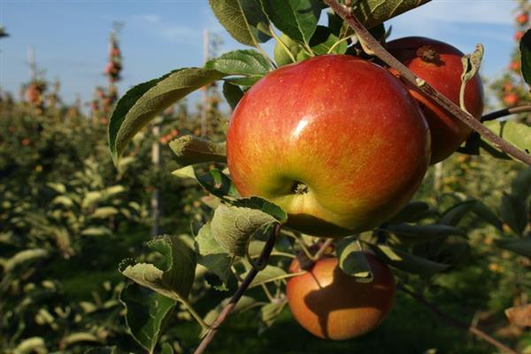 Apple tree Nizhnevolzhskaya photo