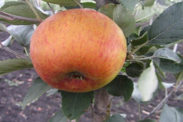 Apple tree Parmen taglamig ginintuang larawan