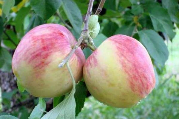 Apple-tree Rossosh august photo