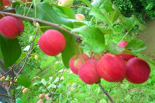 Larawan ng puno ng Apple Zhivinka