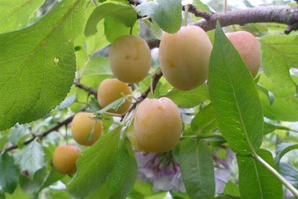 Plum Morning photo