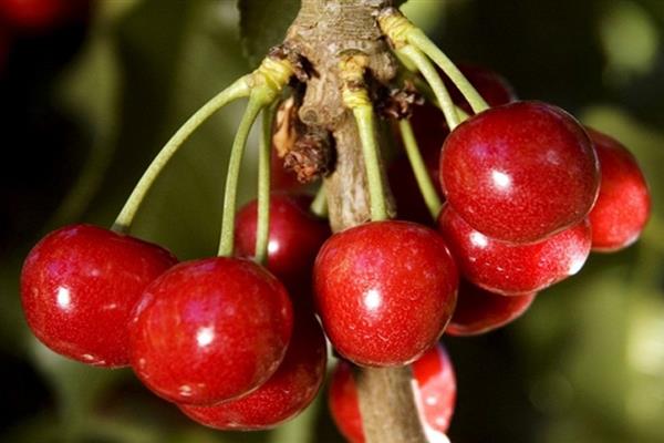 Fotografia lastovičky Cherry Altai