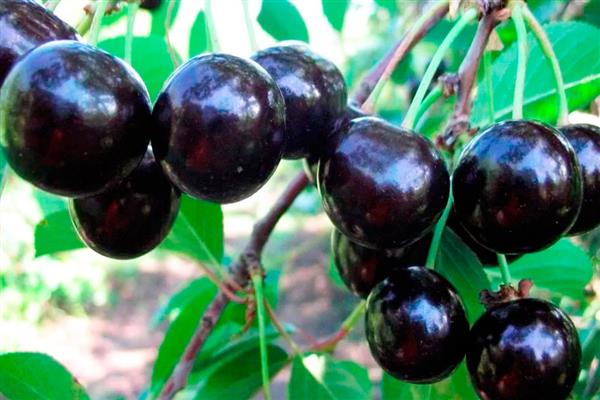 Cherry Black malaking larawan