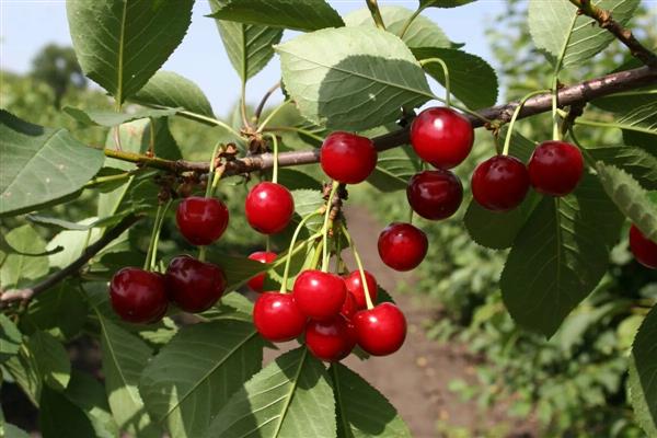 Cherry Dessert Morozova photo