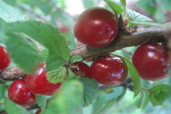 Larawan ng cherry ng oriental