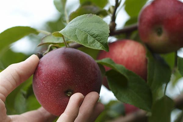 Apple tree Kagandahan ng Sverdlovsk larawan