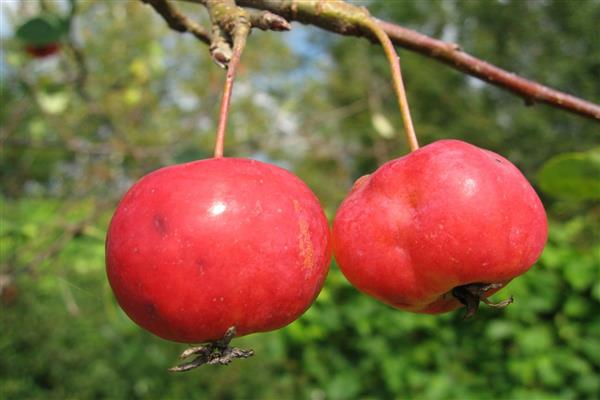 Apple tree Laletino photo