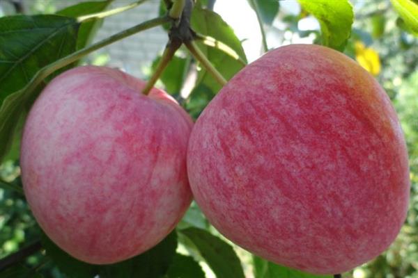 Apfelbaum Sommer gestreiftes Foto