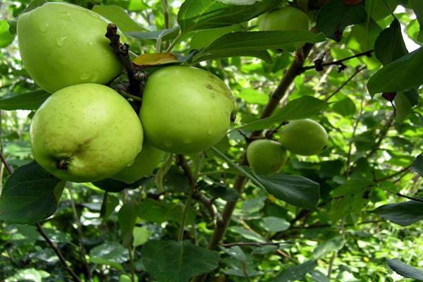 Larawan ng Apple-tree Lyubava