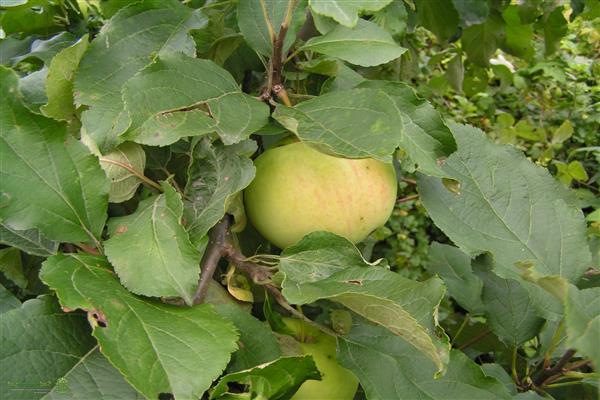 Larawan ng Apple-tree Lyubava