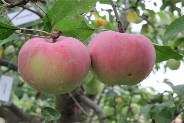 Larawan ng puno ng Apple tree Oryol