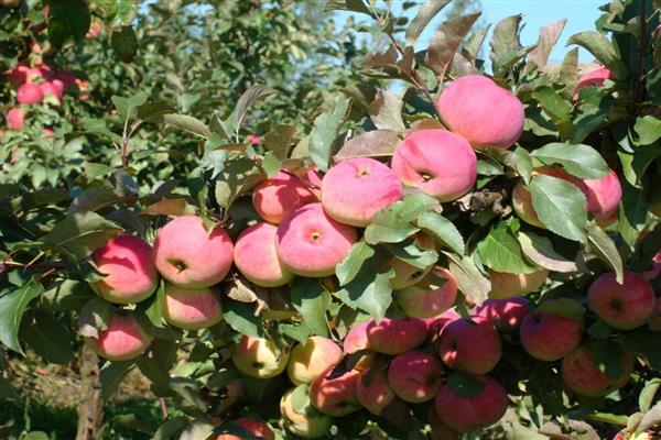 Apfelbaum Orjol Pionierfoto