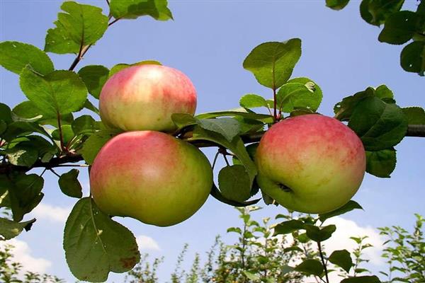 Apfelbaum Erinnerung an den Krieger Foto