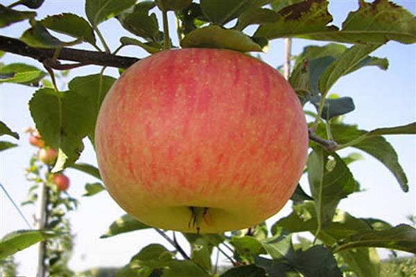 Apple tree winter striped photo