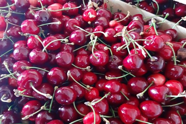 Cherry Kuban litrato