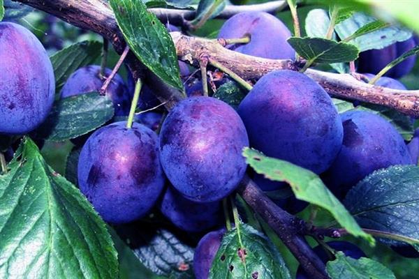 Plum