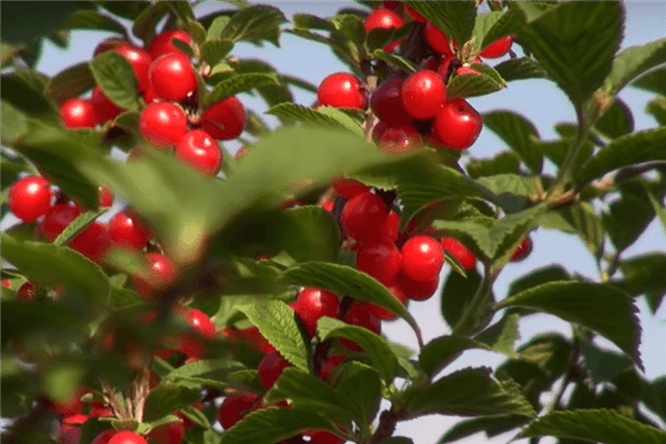 Larawan ng Cherry Princess