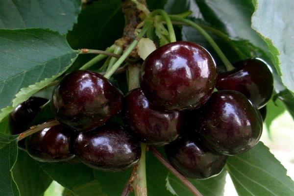 Sweet cherry Napoleon photo