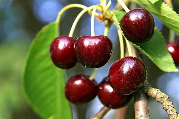 Sweet cherry Napoleon photo