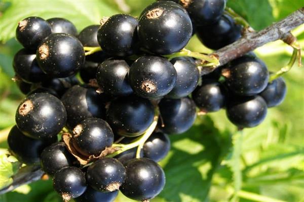 Schwarze Johannisbeere Alexandrina Foto