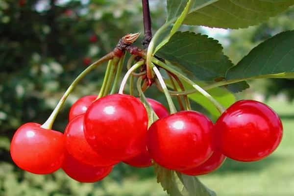 Cherry Fairy photo