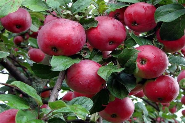 Larawan ng puno ng Apple Autumn na kagalakan