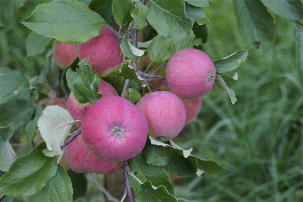 Apple tree Autumn joy photo