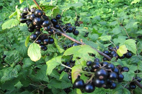 Black currant Leningrad giant photo