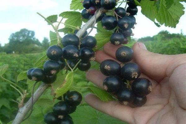 Schwarze Johannisbeere Leningrad Riesenfoto