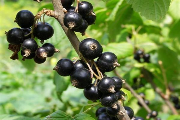 Black currant Litvinovskaya photo