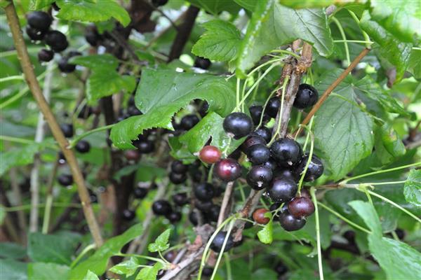 Blackcurrant Lazy photo