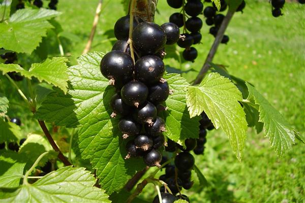 Black currant Perun photo