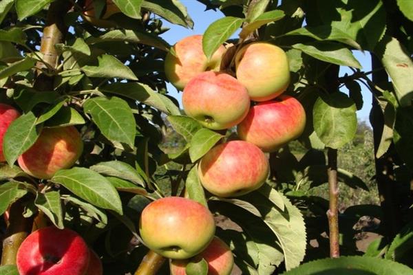 Apple tree beam photo