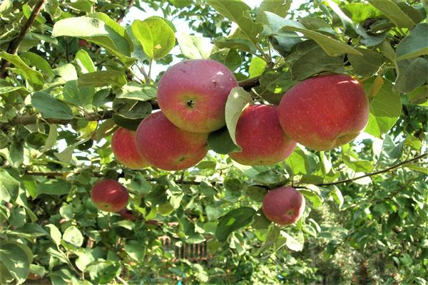 Apfelbaum Orlik Foto