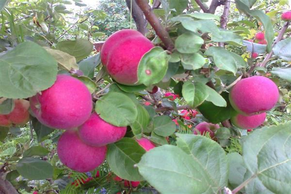 Larawan ng Apple tree Orlik