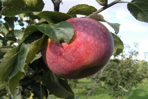 Apfelbaum Wunschfoto