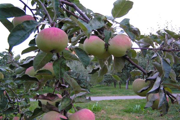 Larawan ng puno ng Apple Zaryanka