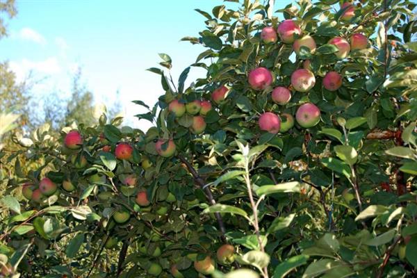 Larawan ng puno ng Apple Zaryanka