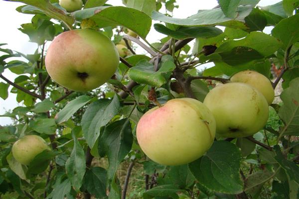 Apple-tree Zelenka makatas na larawan