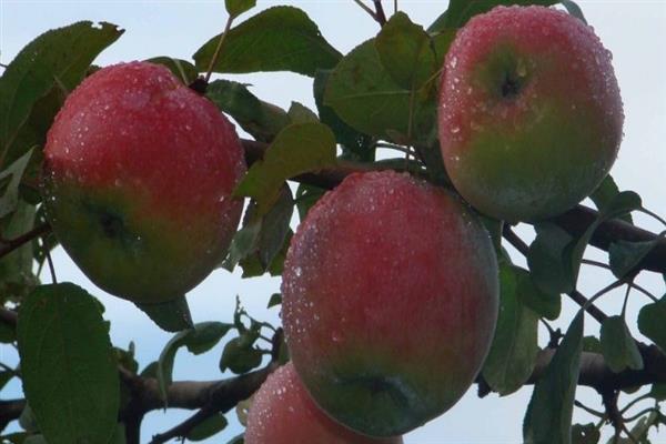 Apple tree Zolotarevka larawan