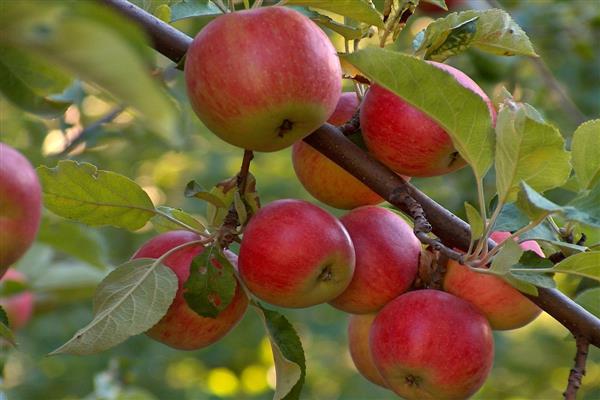 Apple tree grandfather's photo