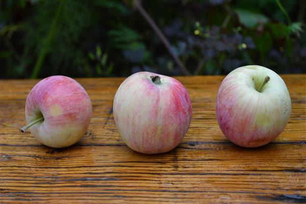 Apple tree Aboriginal photo