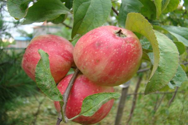 Apple tree Aboriginal photo