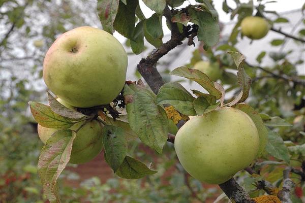 Apple-tree Akhtuba photo