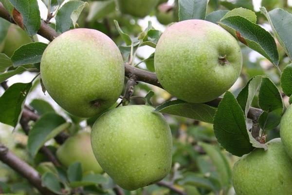 Apple tree Amazing photo