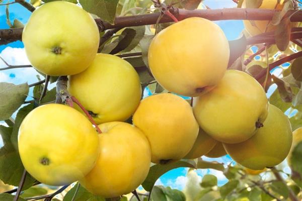 Apple-tree Kitayka ginintuang maagang larawan