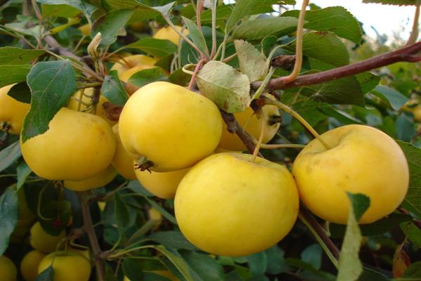 Apfelbaum Kitayka goldenes frühes Foto