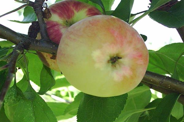 Apple tree Lomonosov photo